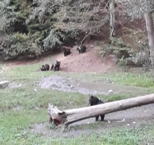 Brown bears tour half-day from Brasov