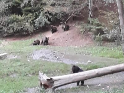 IMG-20180928-WA0001 brown bears tour half-day
