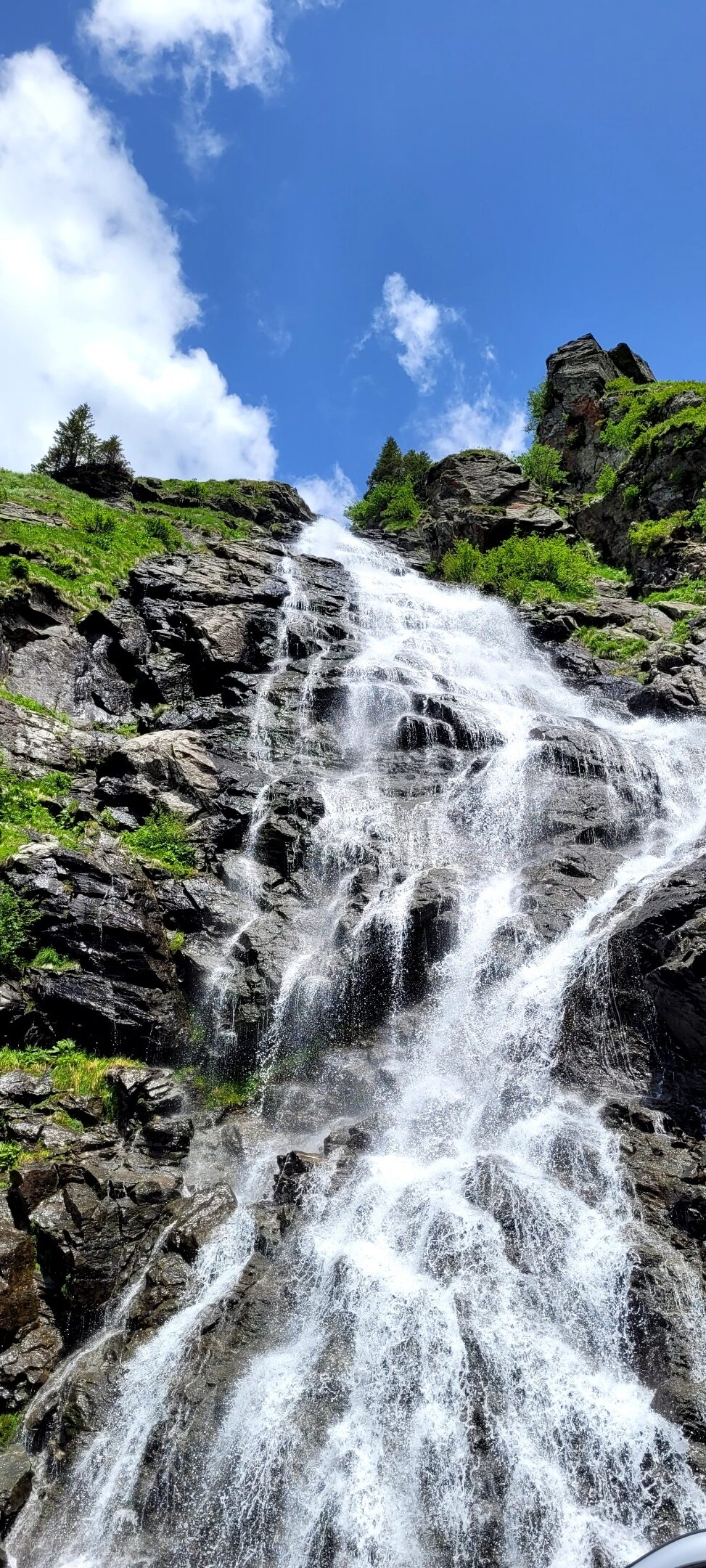 Transfagarasan Brown Bears