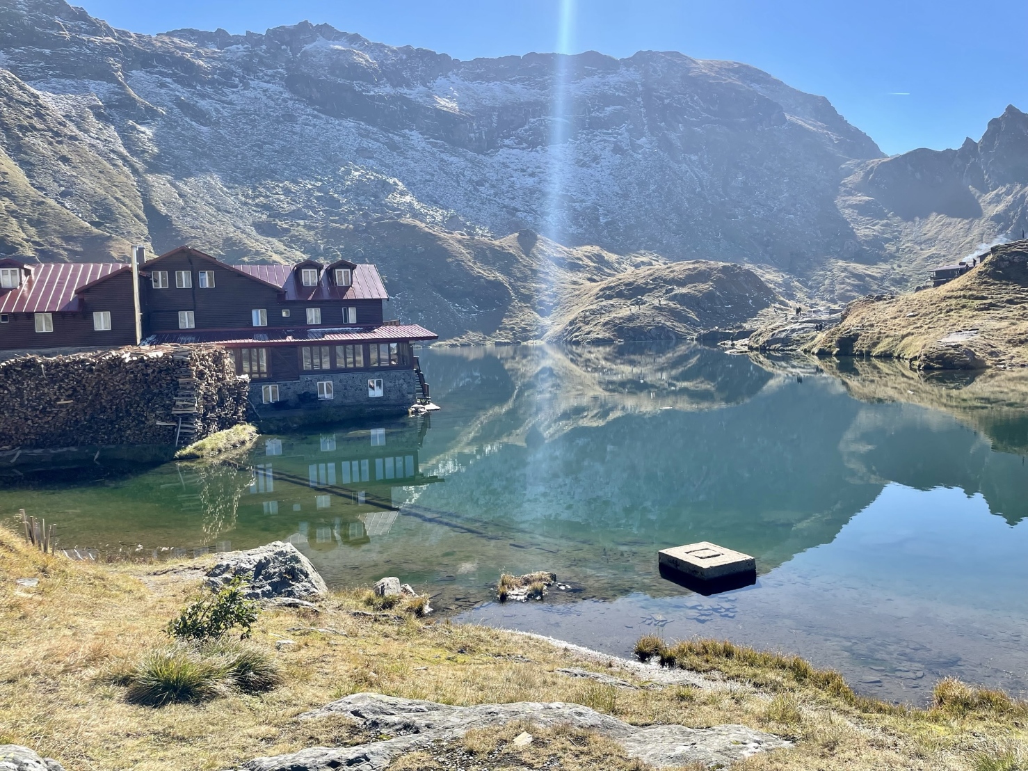 Transfagarasan Brown Bears