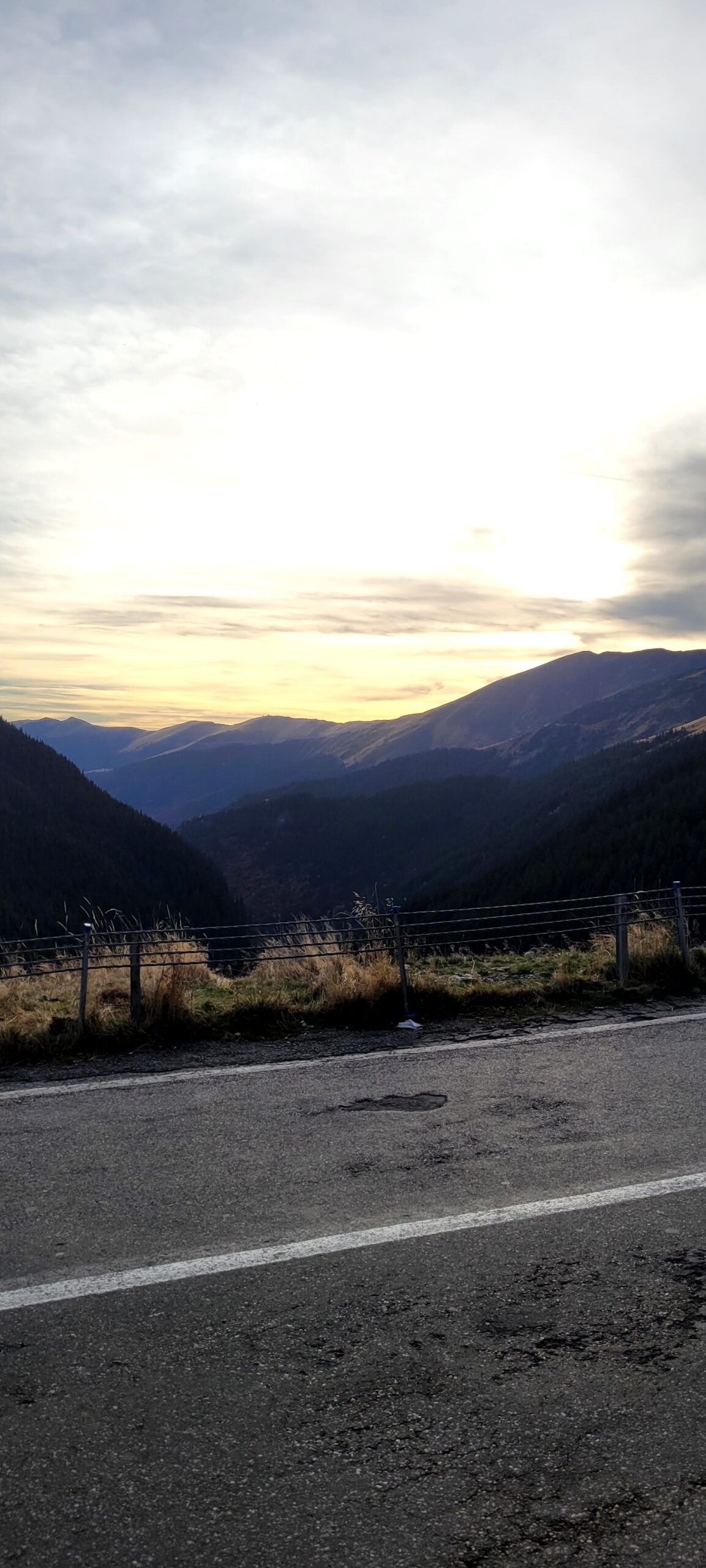 Transfagarasan Brown Bears
