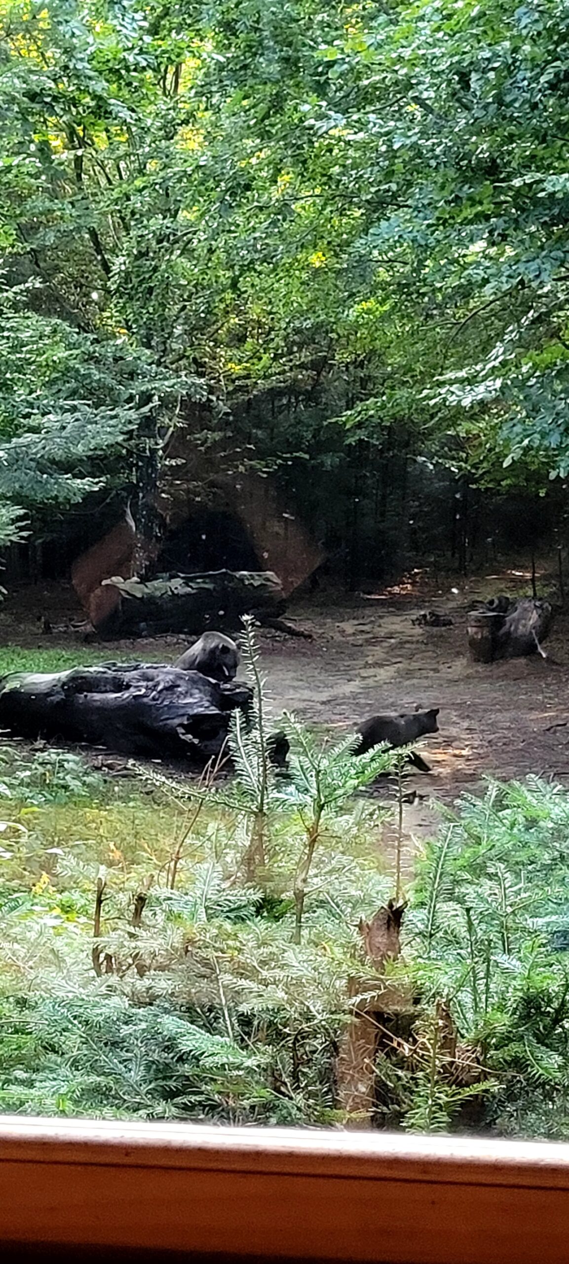 brown bears hide observatory wild