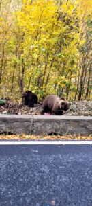 brown bears on Transfagarasan Highway