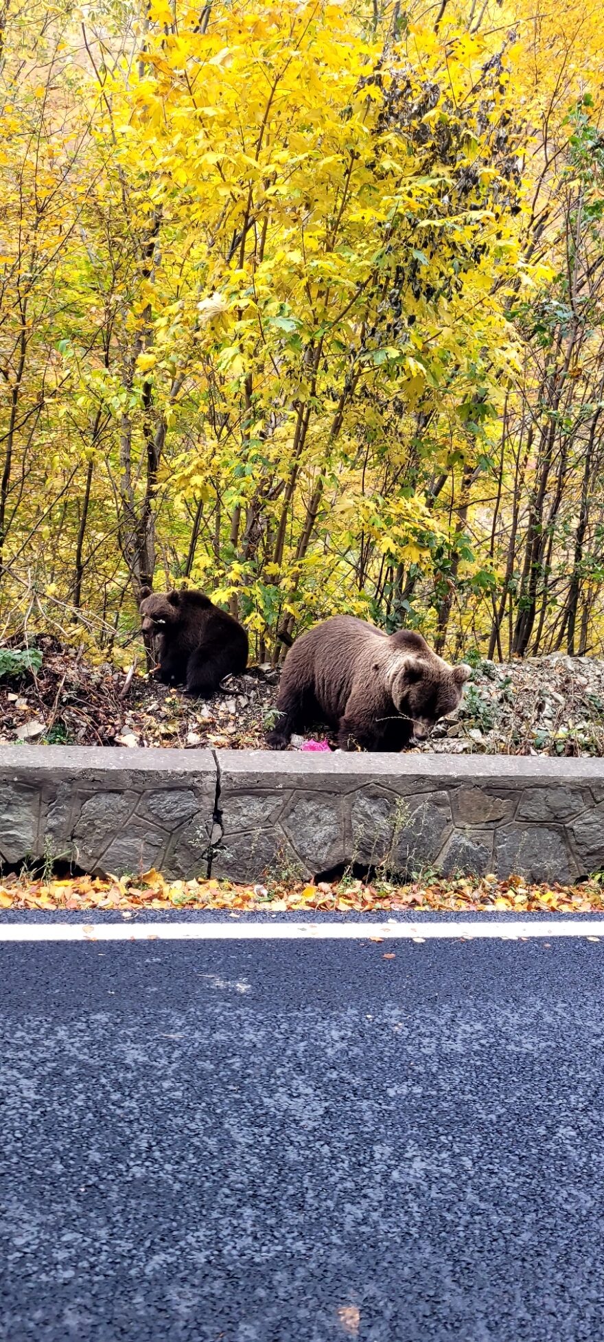 brown bears on Transfagarasan Highway